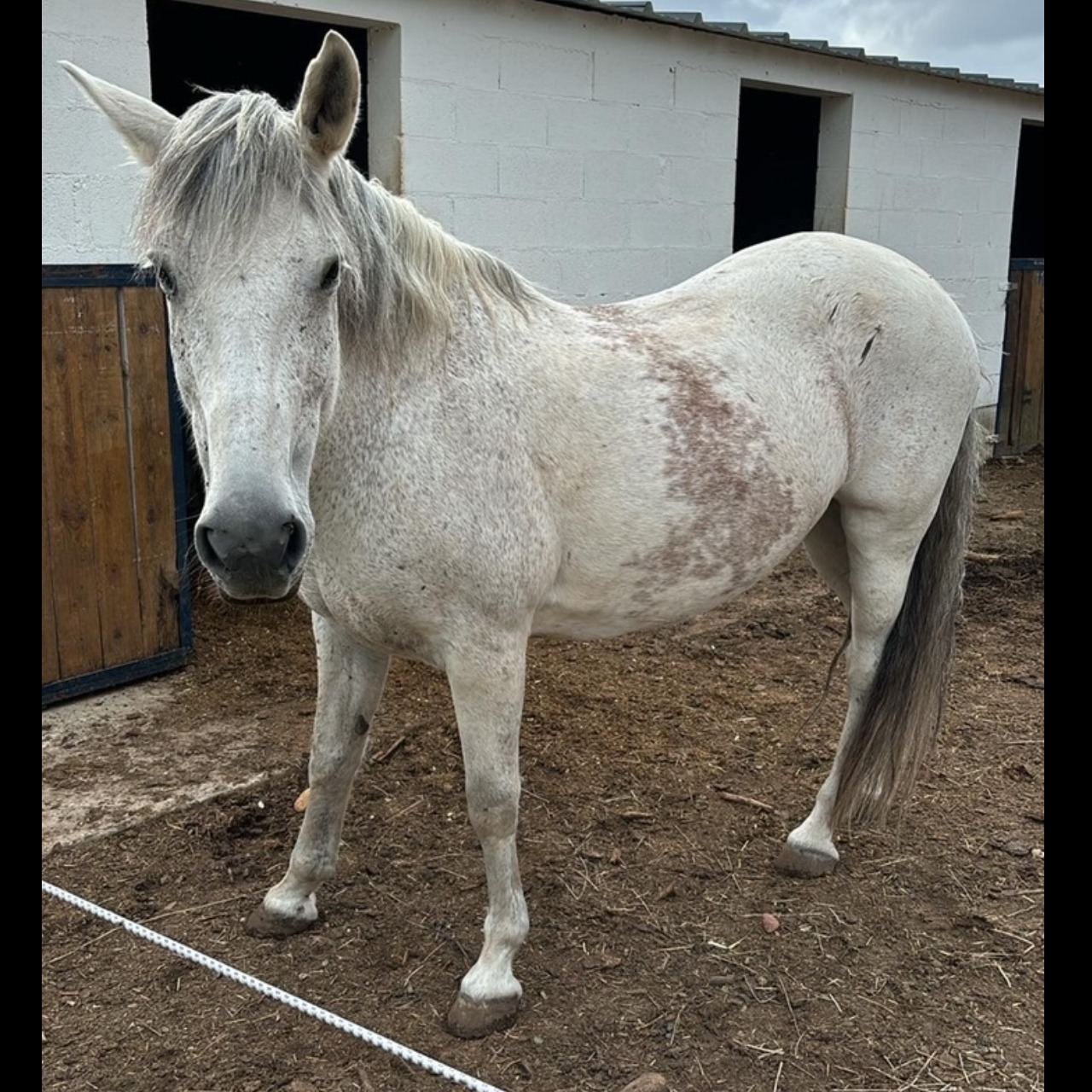 Image de l'annonce Jument type grande ponette pour élevage