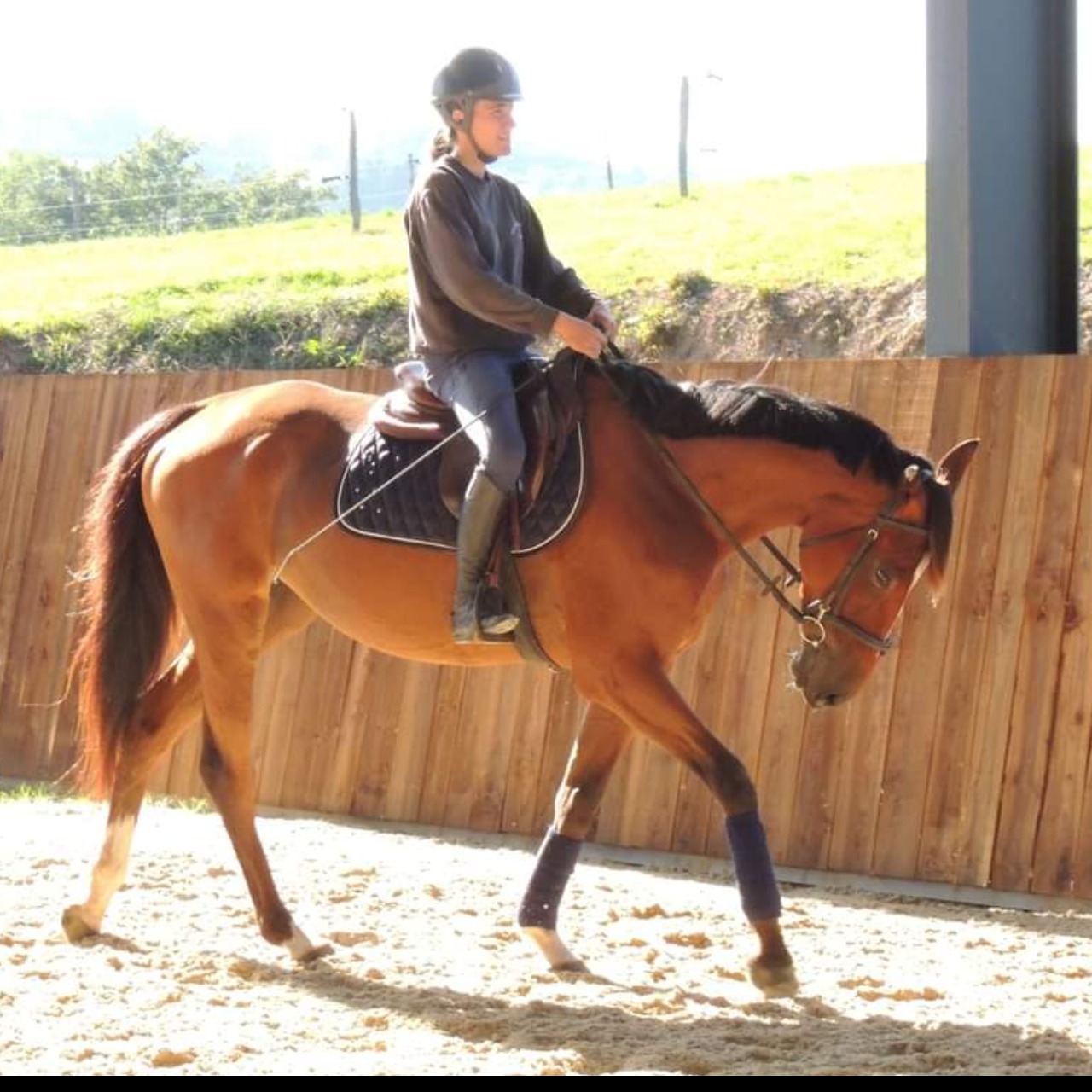 Image de l'annonce Hongre CSO DRESSAGE CCE