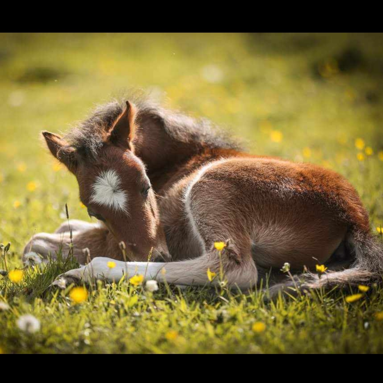 Image de l'annonce Jeune mâle welsh pony - excellentes origines