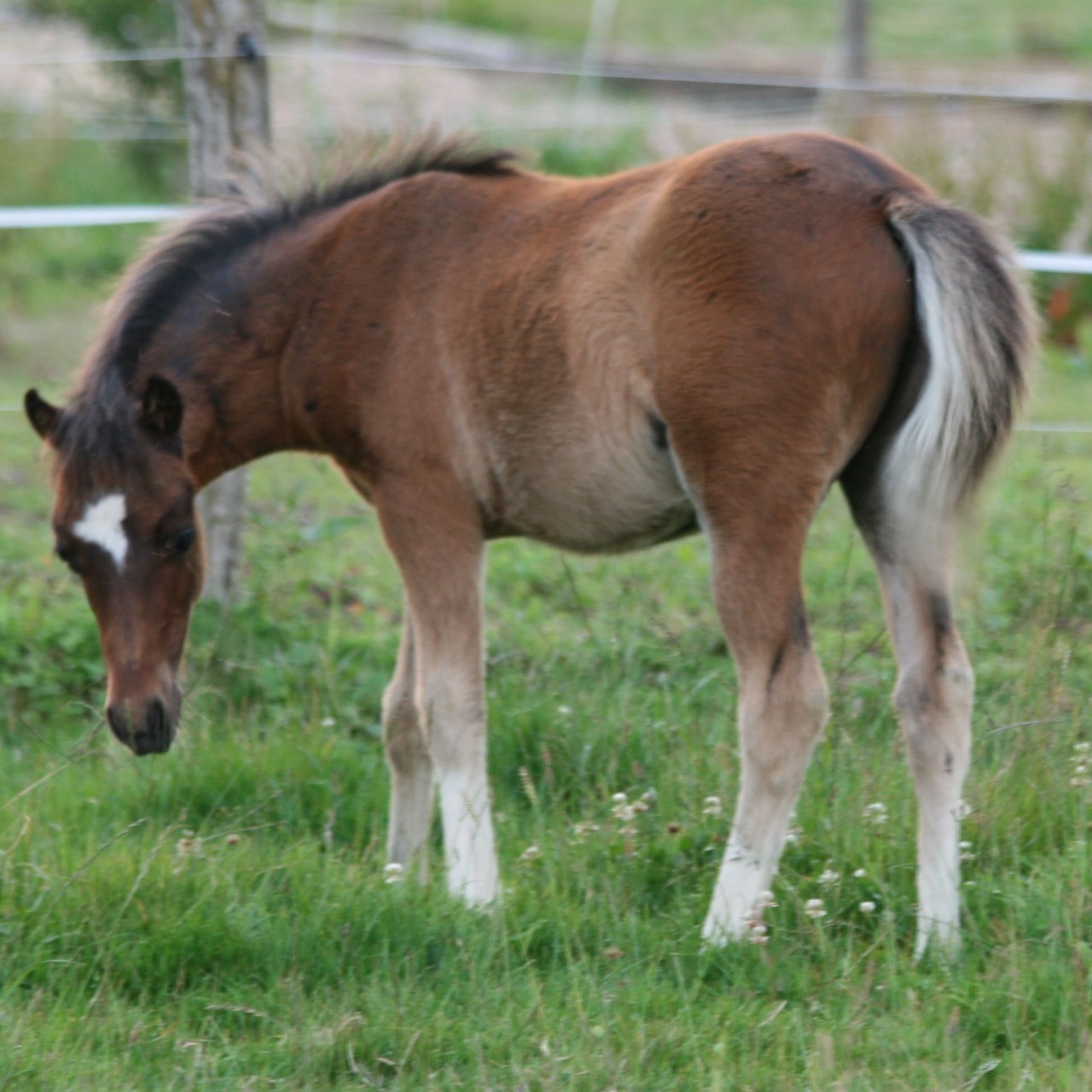 Image de l'annonce Jeune mâle welsh pony - excellentes origines