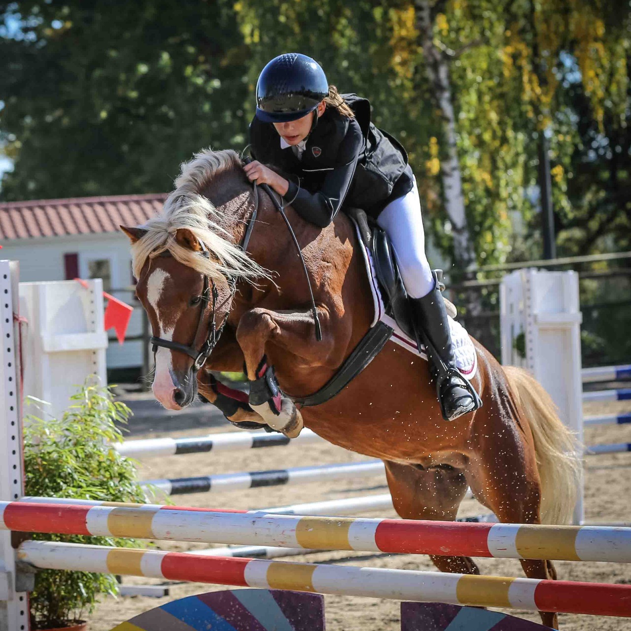 Image de l'annonce Jeune mâle welsh pony - excellentes origines