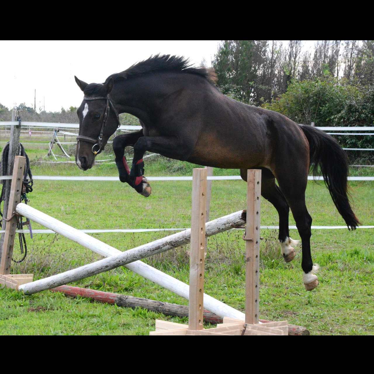 Image de l'annonce PFS Hongre 148cm prenant 4ans CSO CCE Dressage Attelage