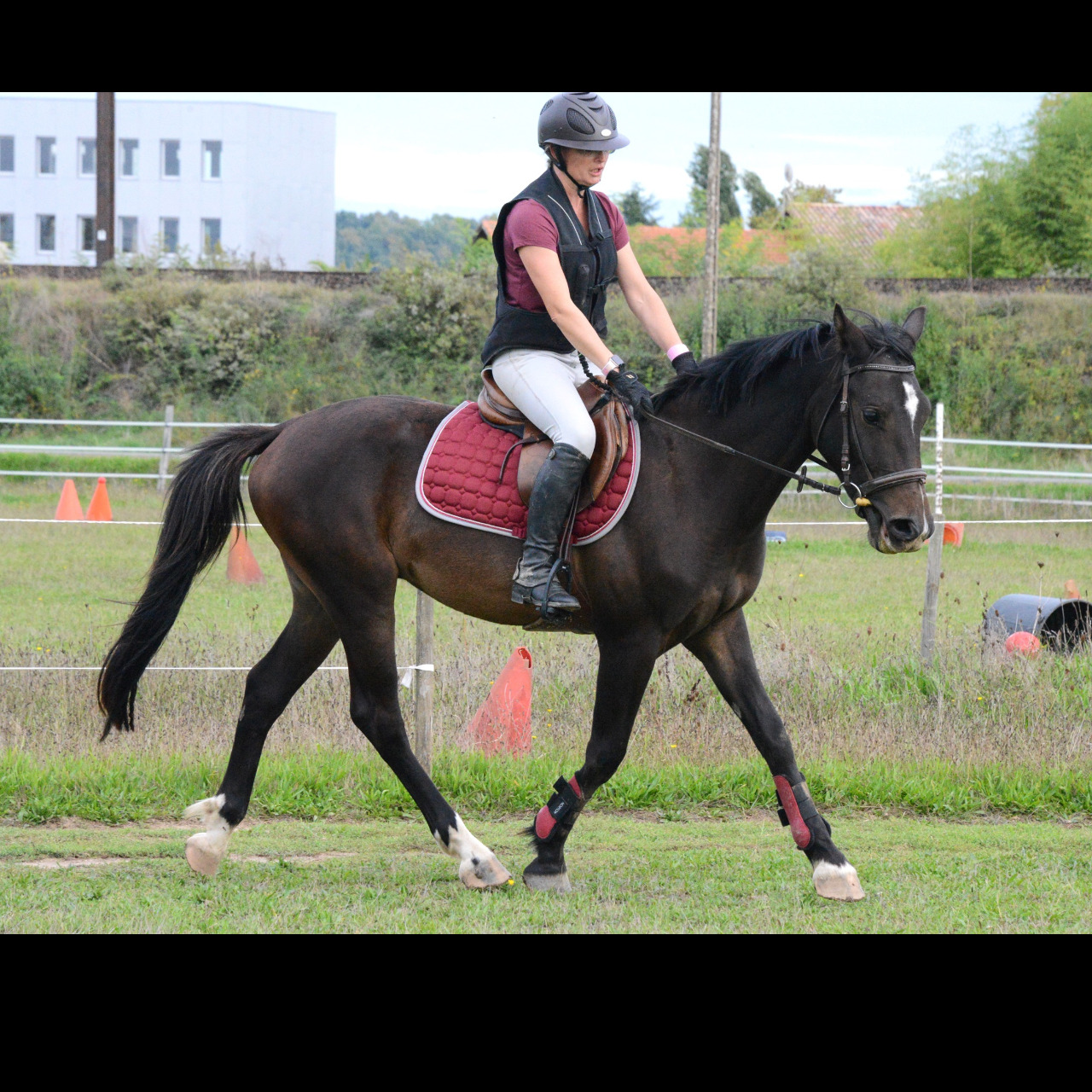 Image de l'annonce PFS Hongre 148cm prenant 4ans CSO CCE Dressage Attelage