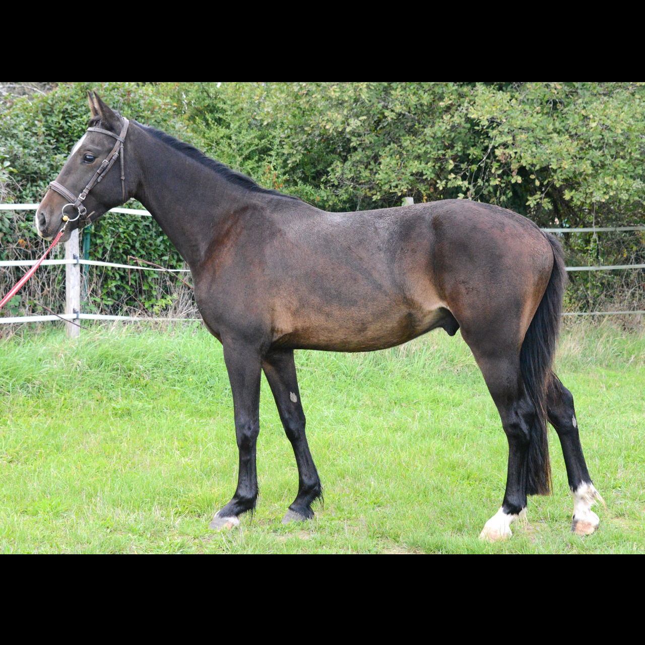 Image de l'annonce PFS Hongre 148cm prenant 4ans CSO CCE Dressage Attelage