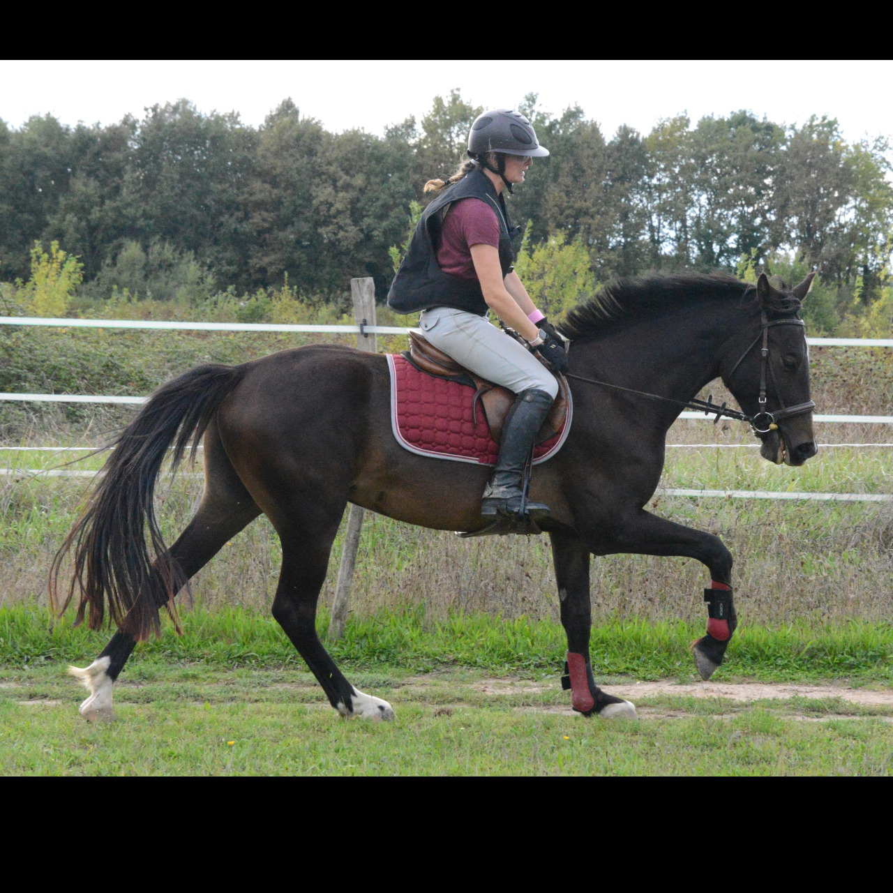 Image de l'annonce PFS Hongre 148cm prenant 4ans CSO CCE Dressage Attelage