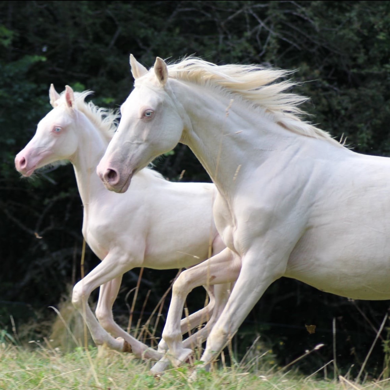 Image de l'annonce Poulinière pur race crème 