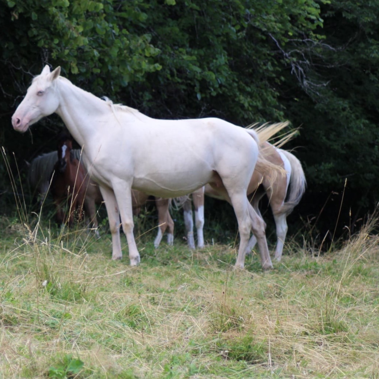 Image de l'annonce Poulinière pur race crème 