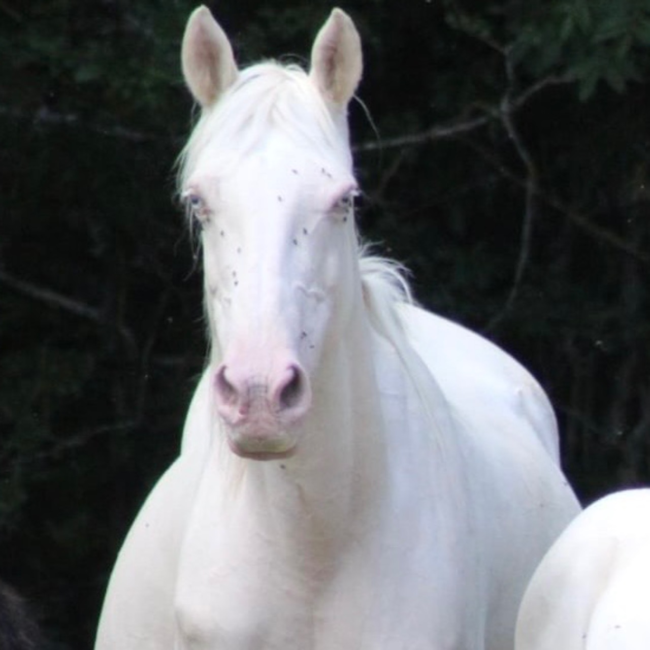 Image de l'annonce Poulinière pur race crème 