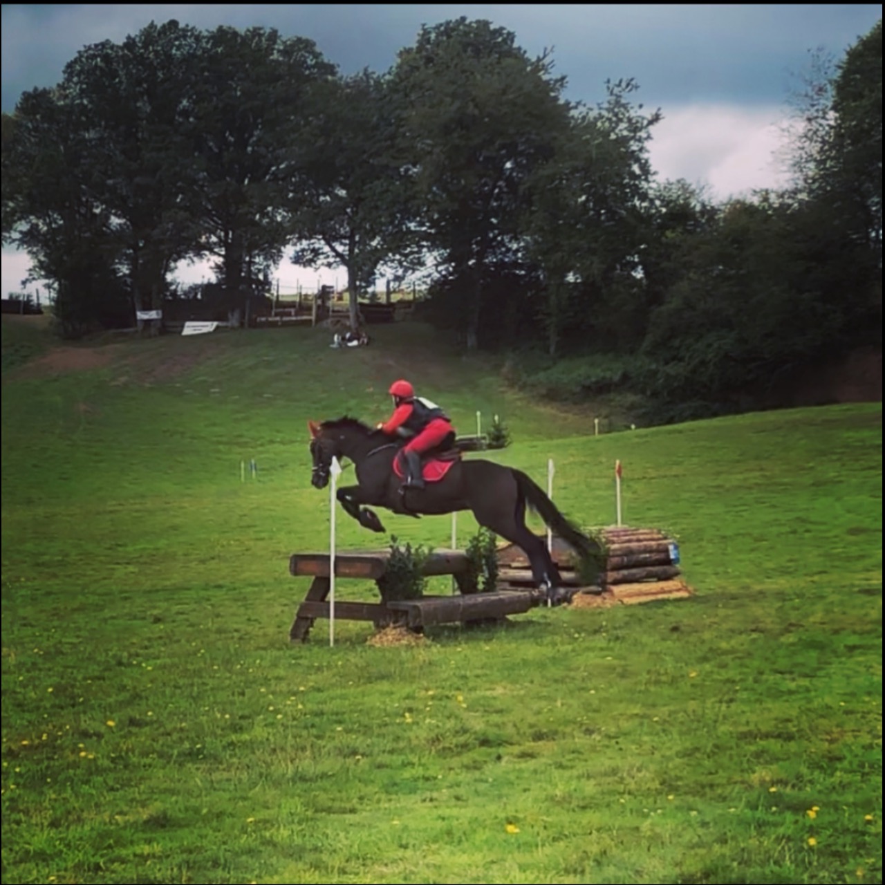 Image de l'annonce Cheval de sport polyvalent 