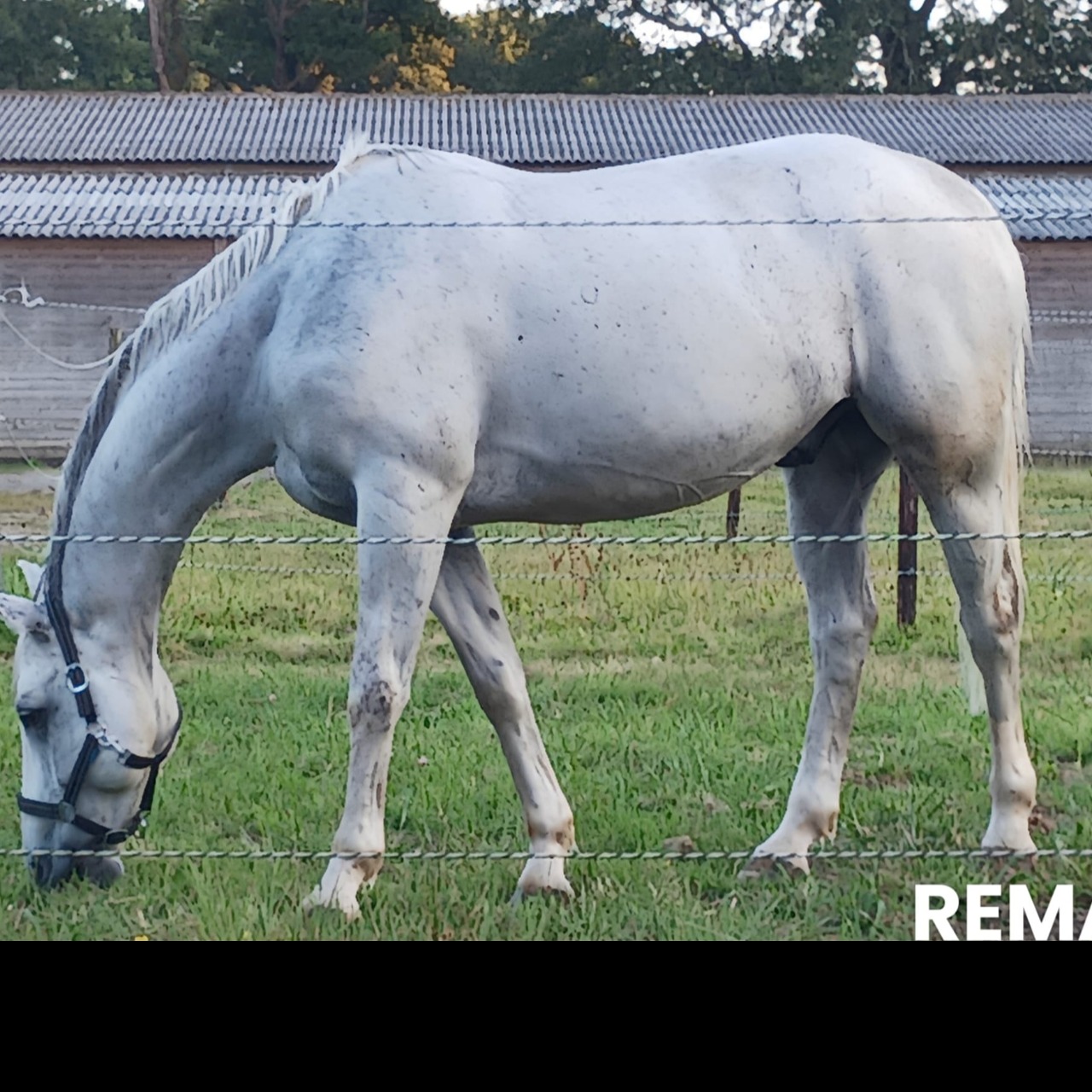 Image de l'annonce Cheval de loisirs 