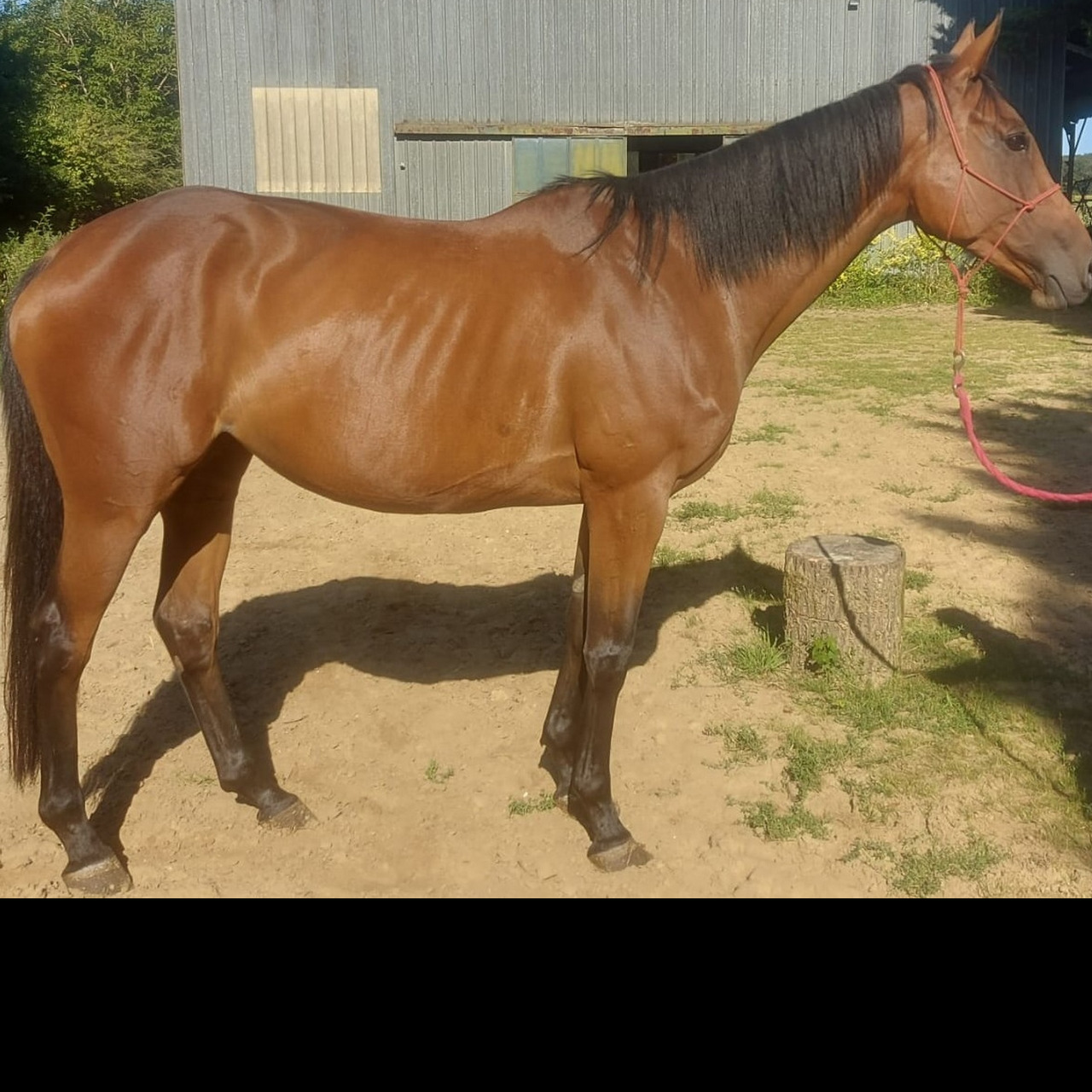 Annonces A vendre dans la categorie Cheval Find Your Horse