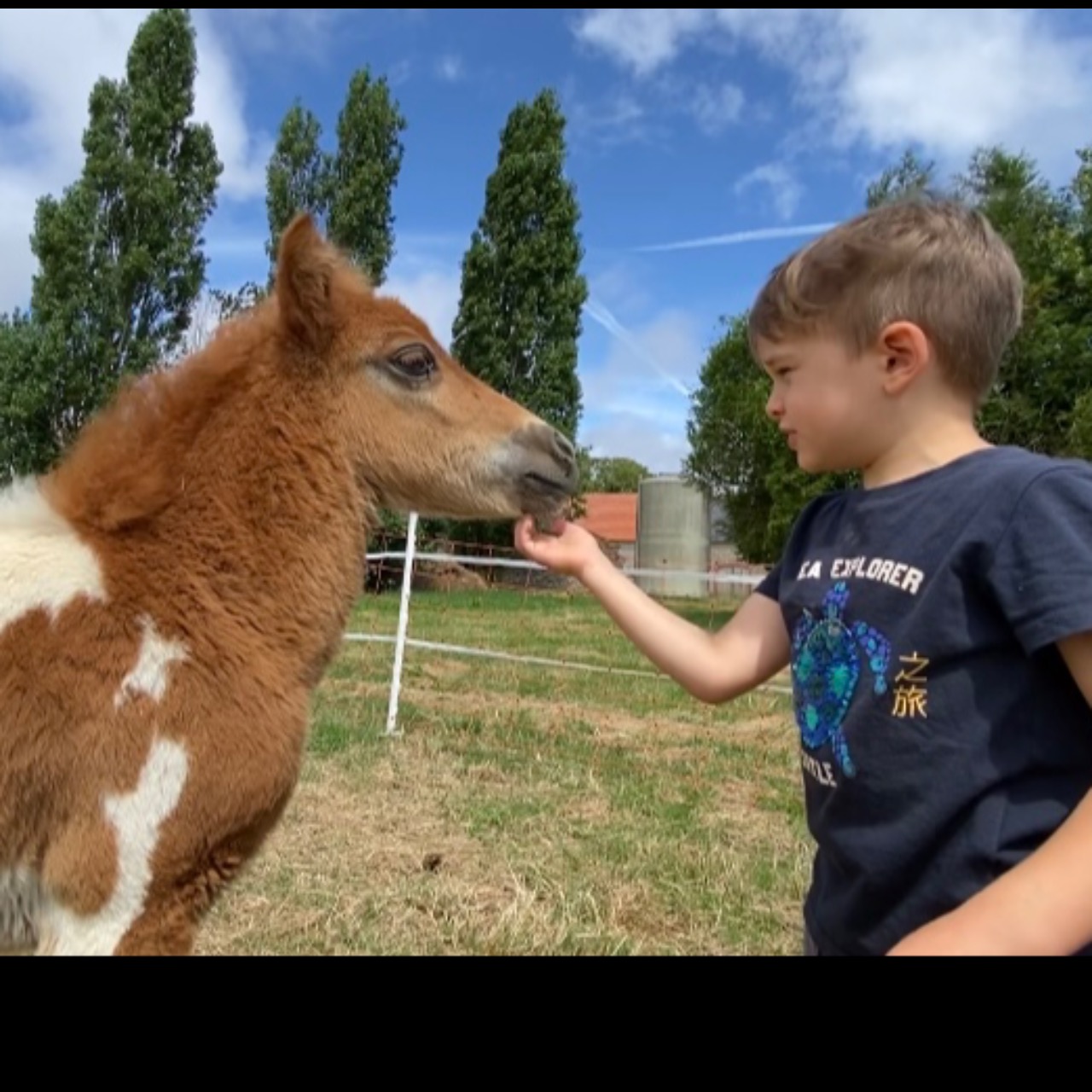 Image de l'annonce « Otentik de l’Harmony » Poulain shetland 