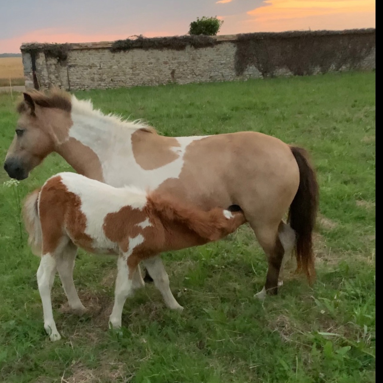 Image de l'annonce « Otentik de l’Harmony » Poulain shetland 