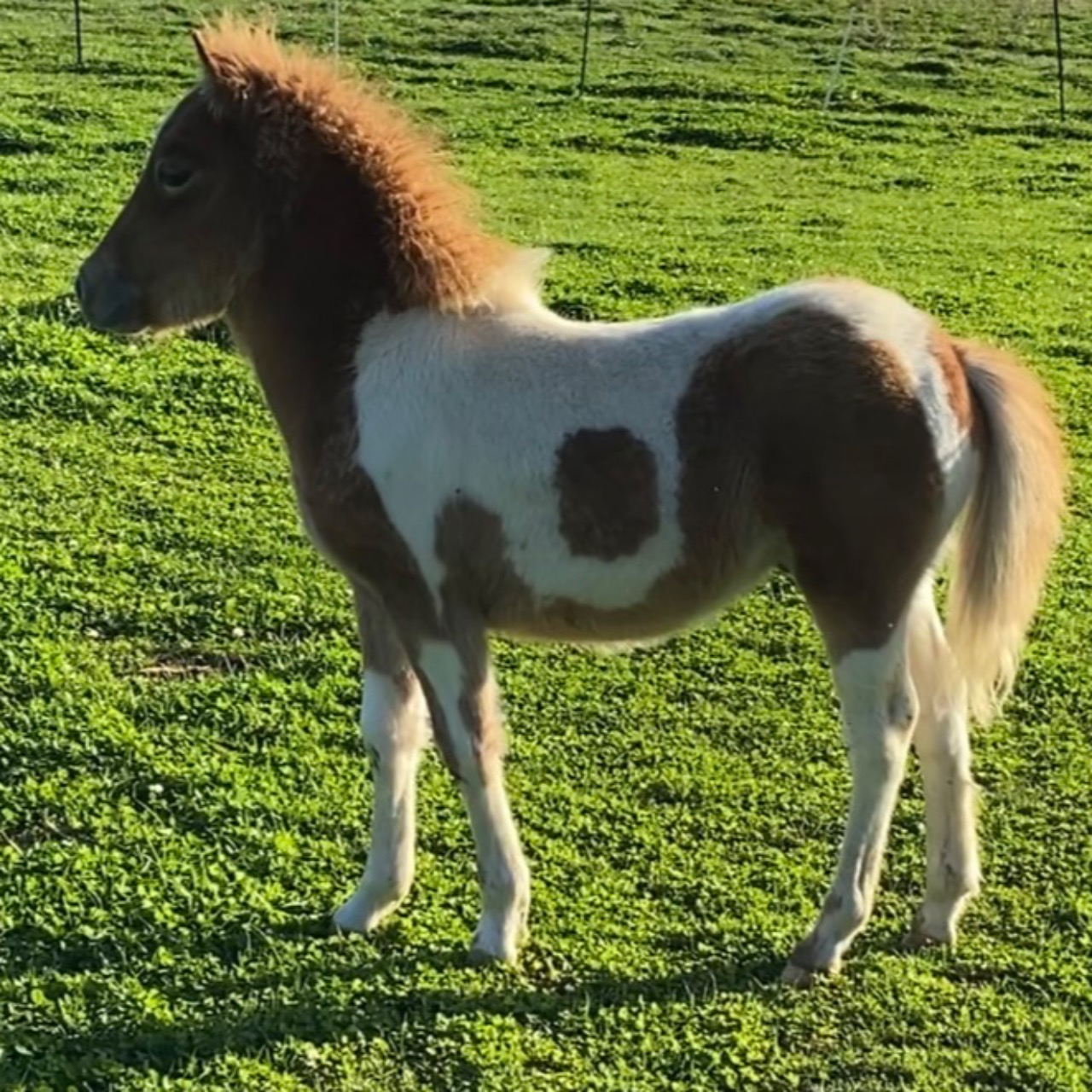 Image de l'annonce « Otentik de l’Harmony » Poulain shetland 