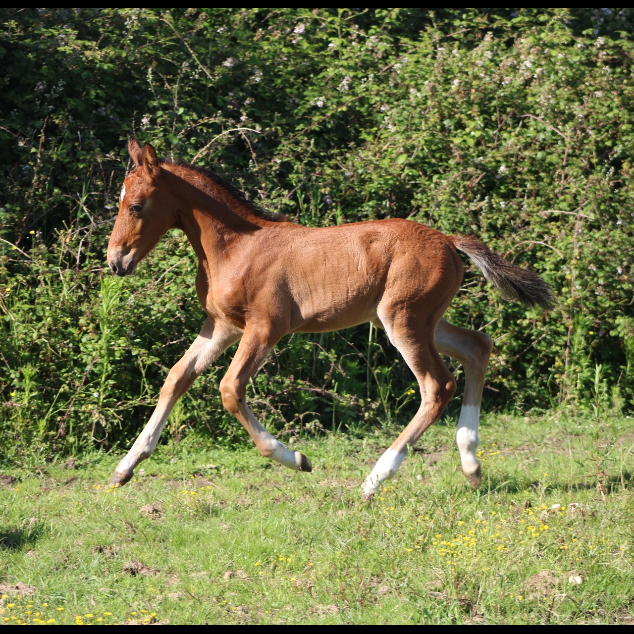 Image de l'annonce AV Foal mâle poney taille D