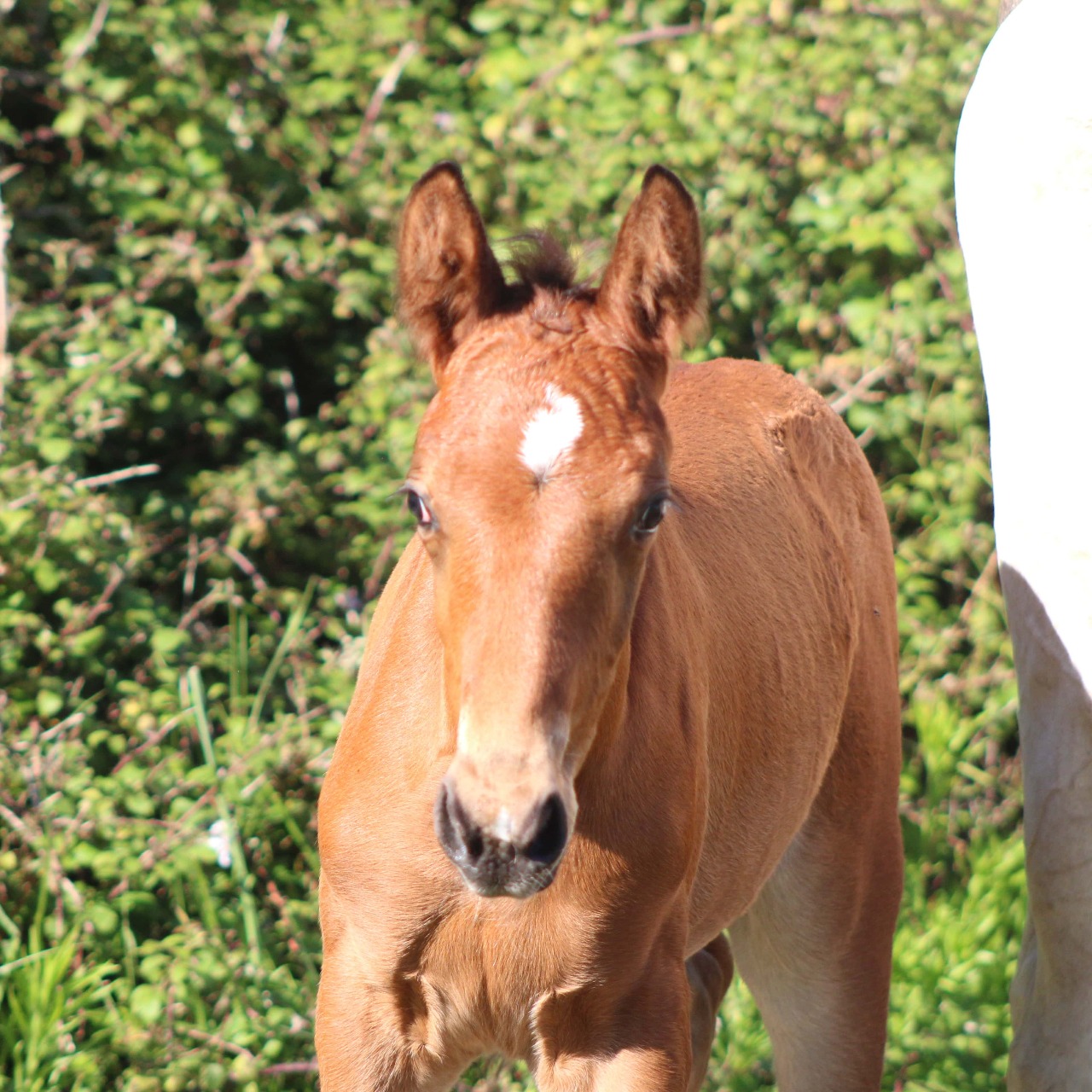 Image de l'annonce AV Foal mâle poney taille D