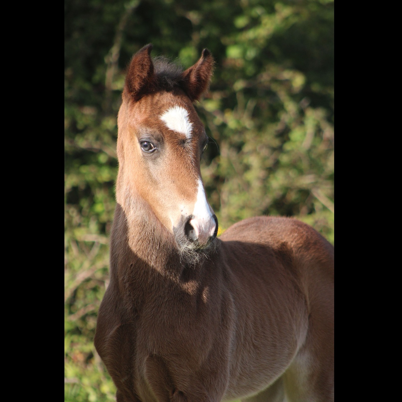 Image de l'annonce AV foal mâle PFS futur taille D