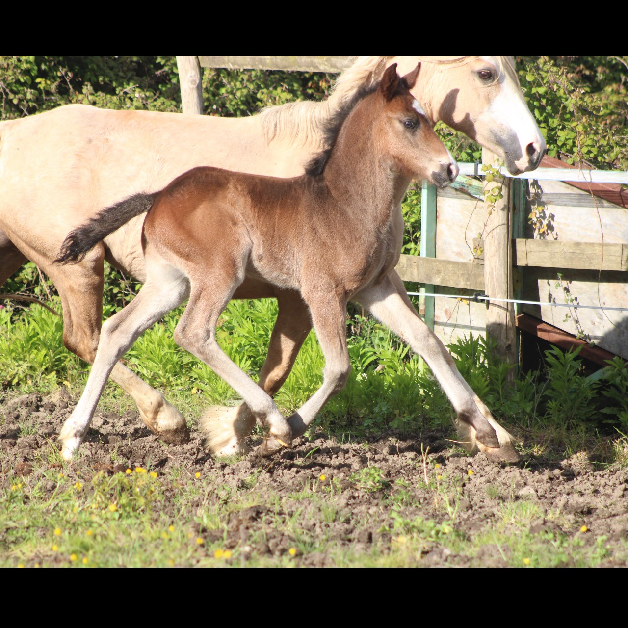 Image de l'annonce AV foal mâle PFS futur taille D