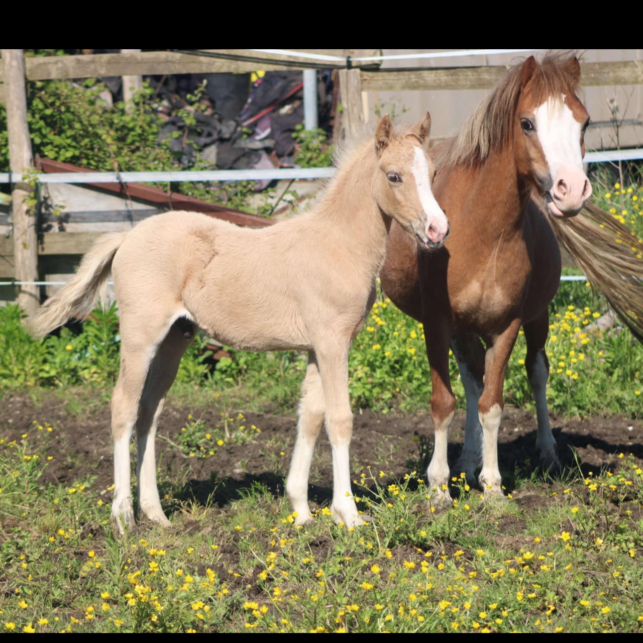 Image de l'annonce AV Foal mâle poney Welsh K taille B