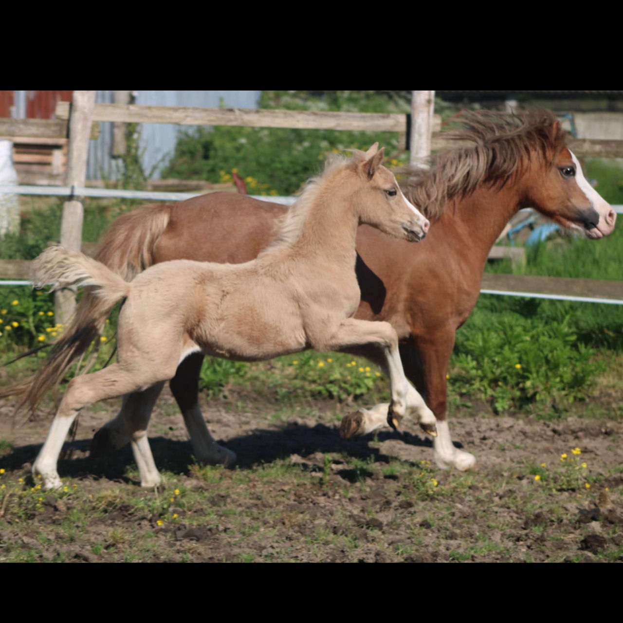 Image de l'annonce AV Foal mâle poney Welsh K taille B