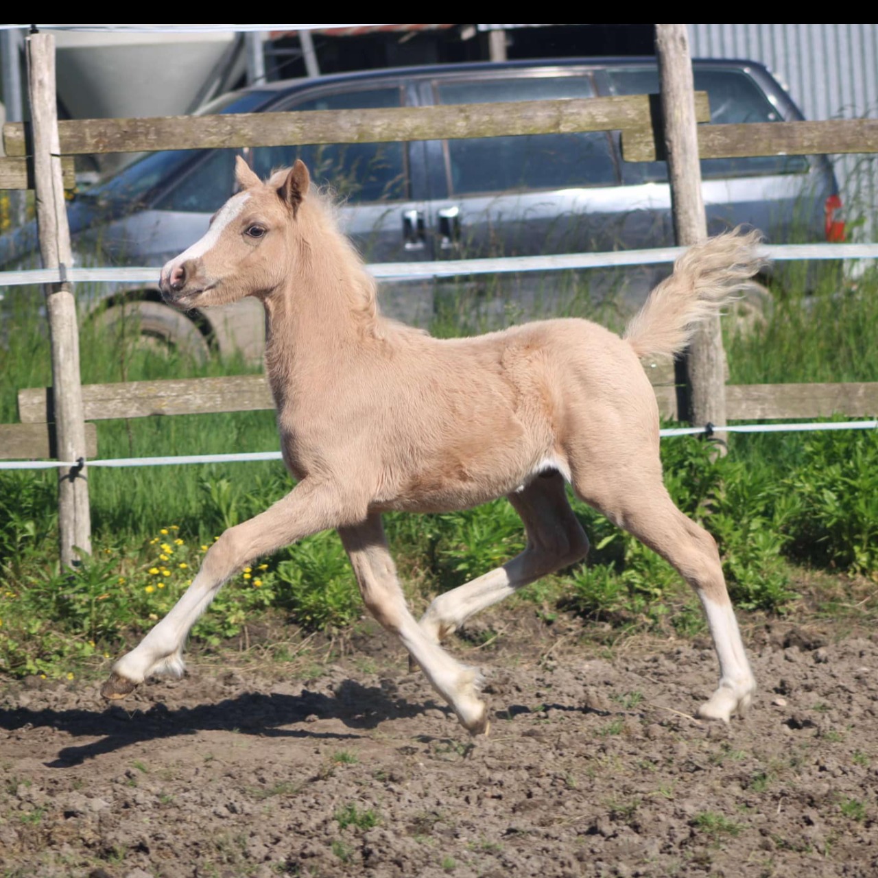 Image de l'annonce AV Foal mâle poney Welsh K taille B