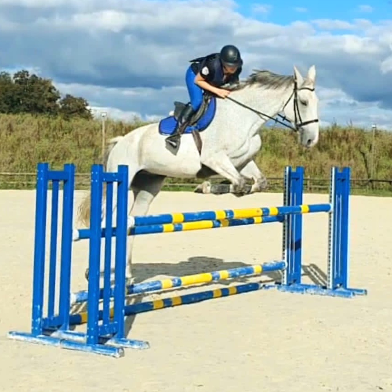 Image de l'annonce Magnifique cheval hongre zangersheide 10 ans 