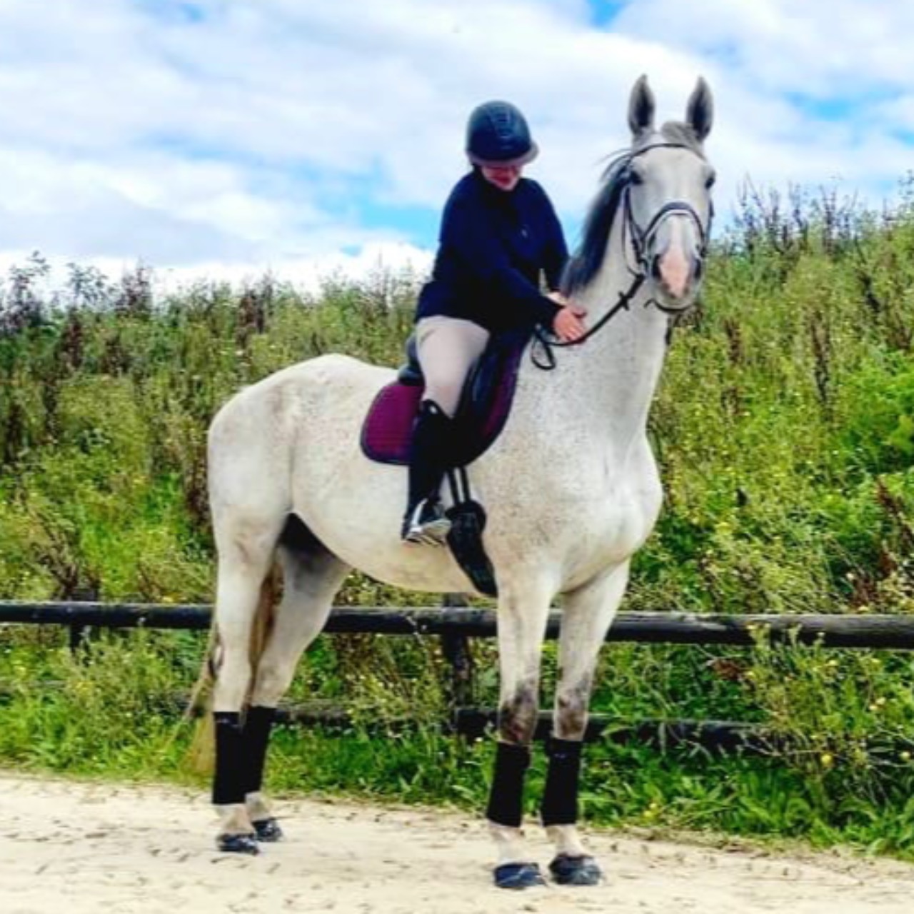 Image de l'annonce Magnifique cheval hongre zangersheide 10 ans 