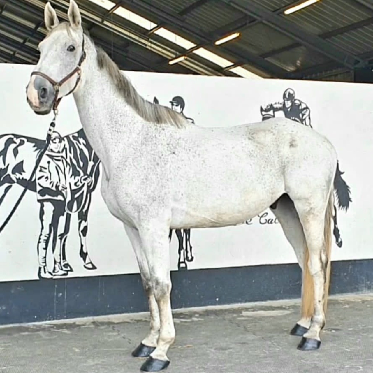 Image de l'annonce Magnifique cheval hongre zangersheide 10 ans 