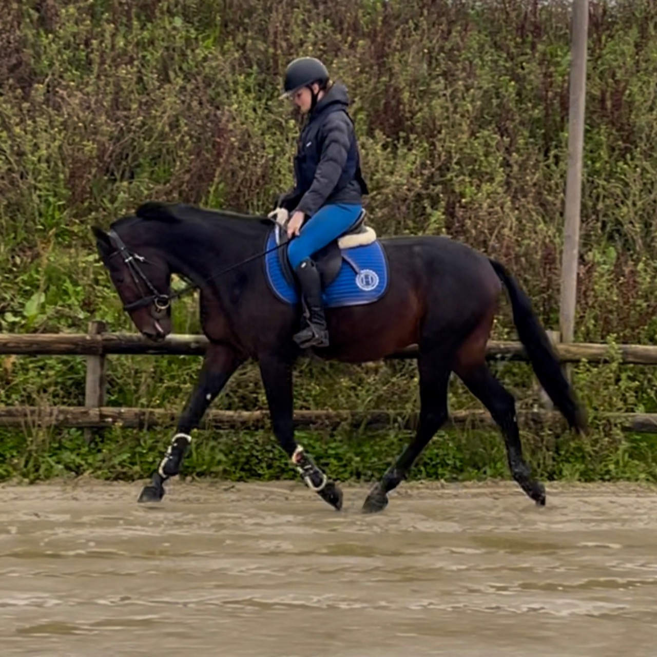 Image de l'annonce Magnifique cheval tf qui prend 3 ans 