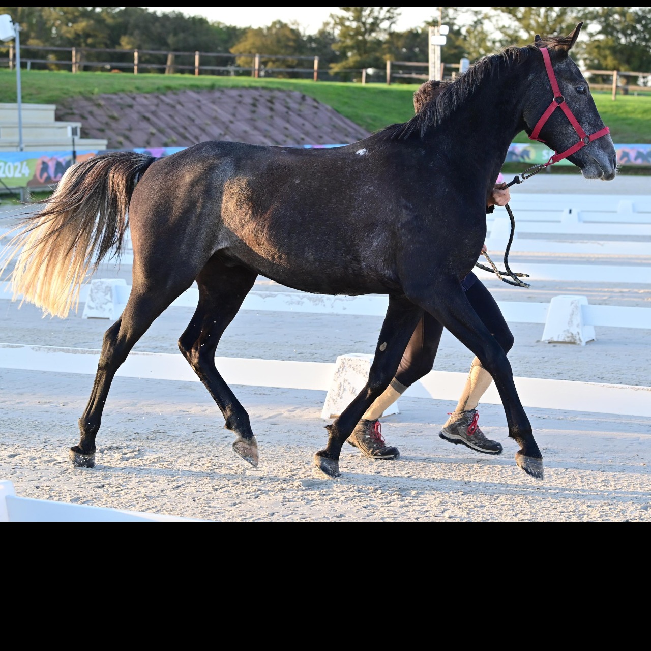 Image de l'annonce Beau Hongre AA 4 ans  gris fer 87 % arabe