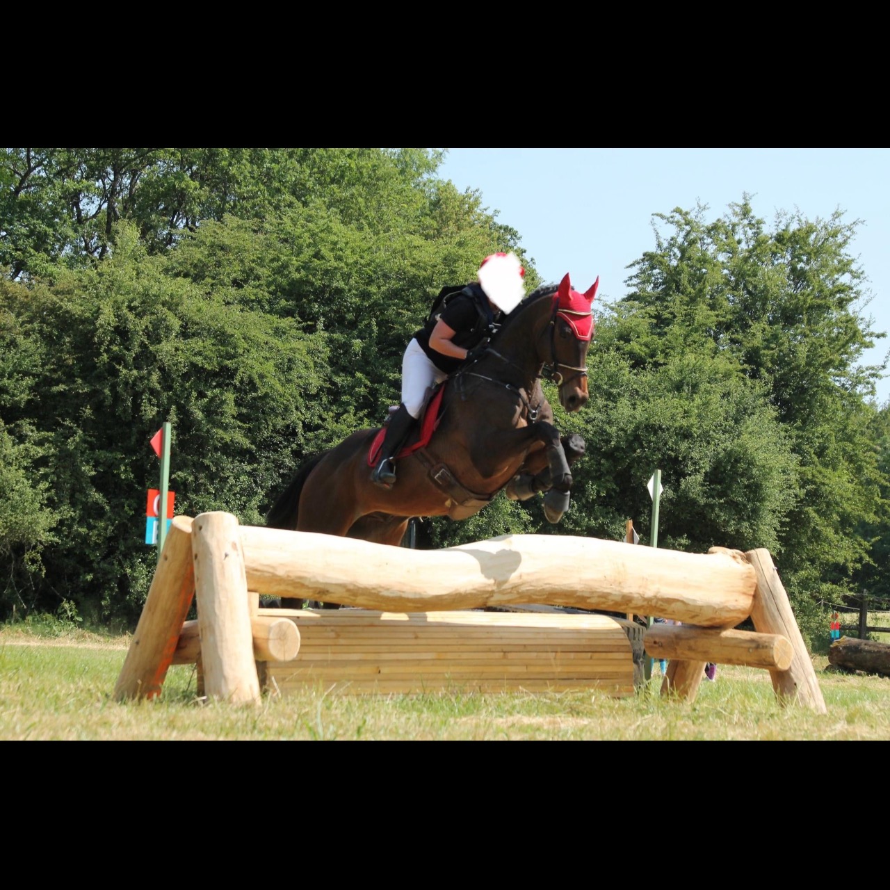 Image de l'annonce Cheval polyvalent à vendre 