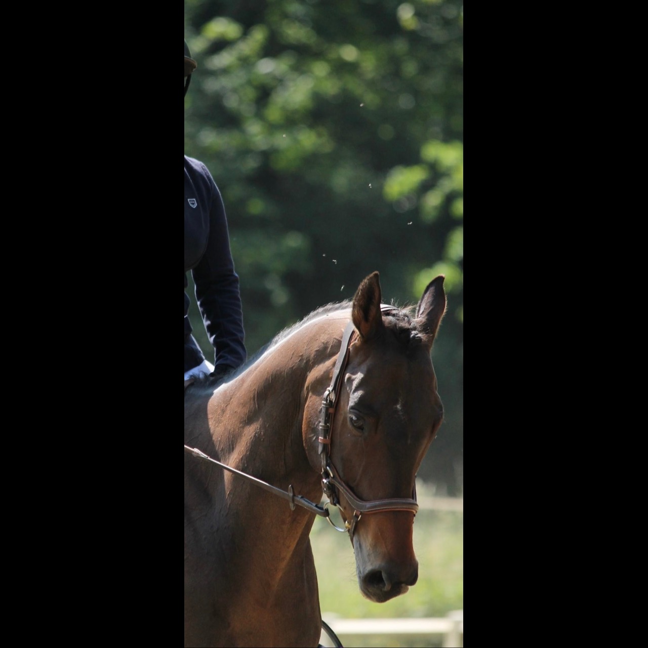 Image de l'annonce Cheval polyvalent à vendre 