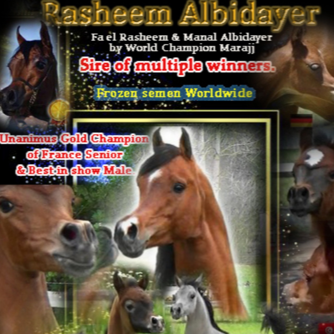 Image de l'annonce Champion de France Rasheem Albidayer