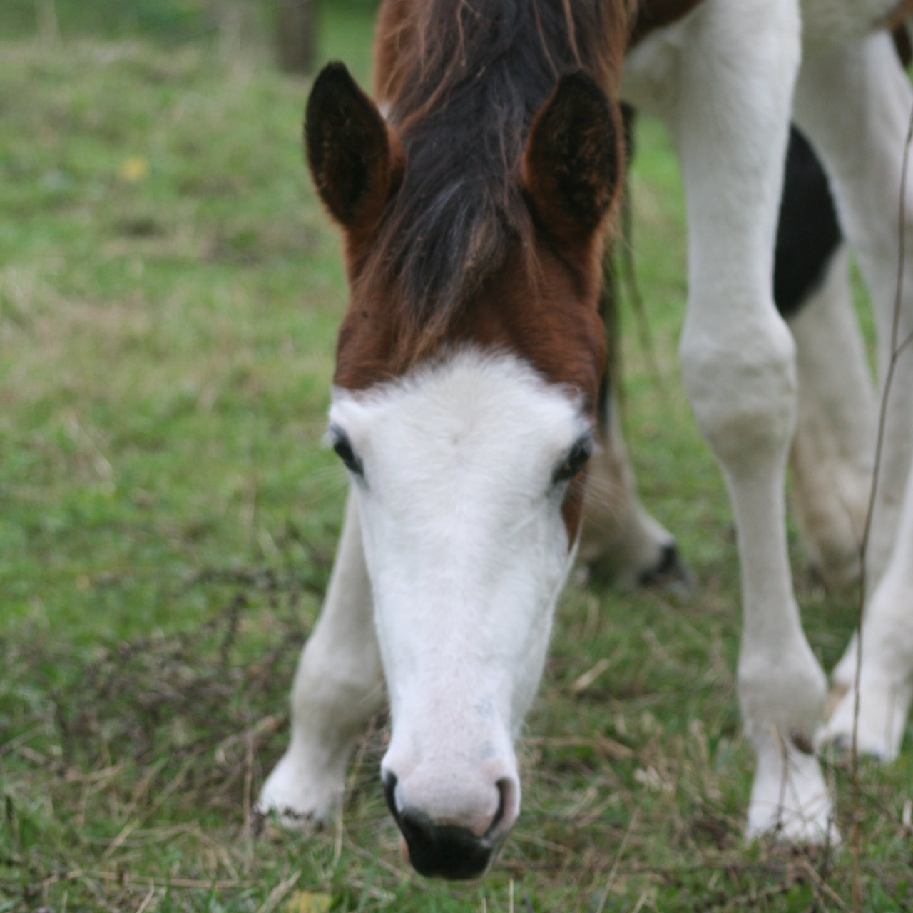 Image de l'annonce Pouliche paint horse 2024