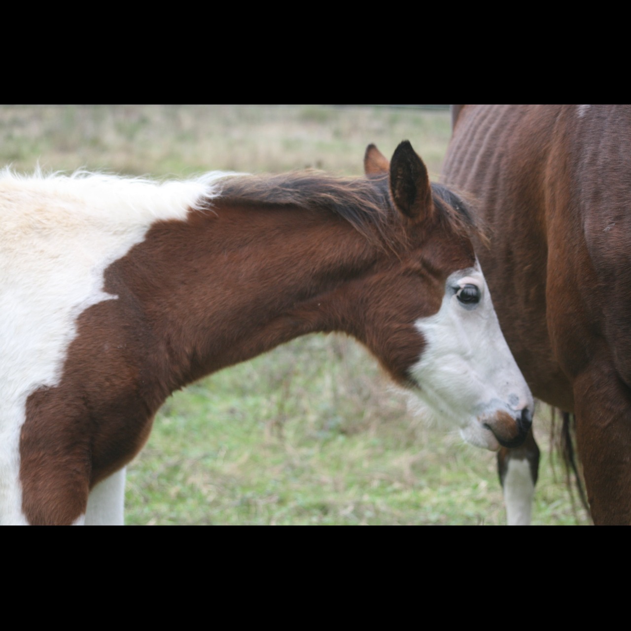 Image de l'annonce Pouliche paint horse 2024