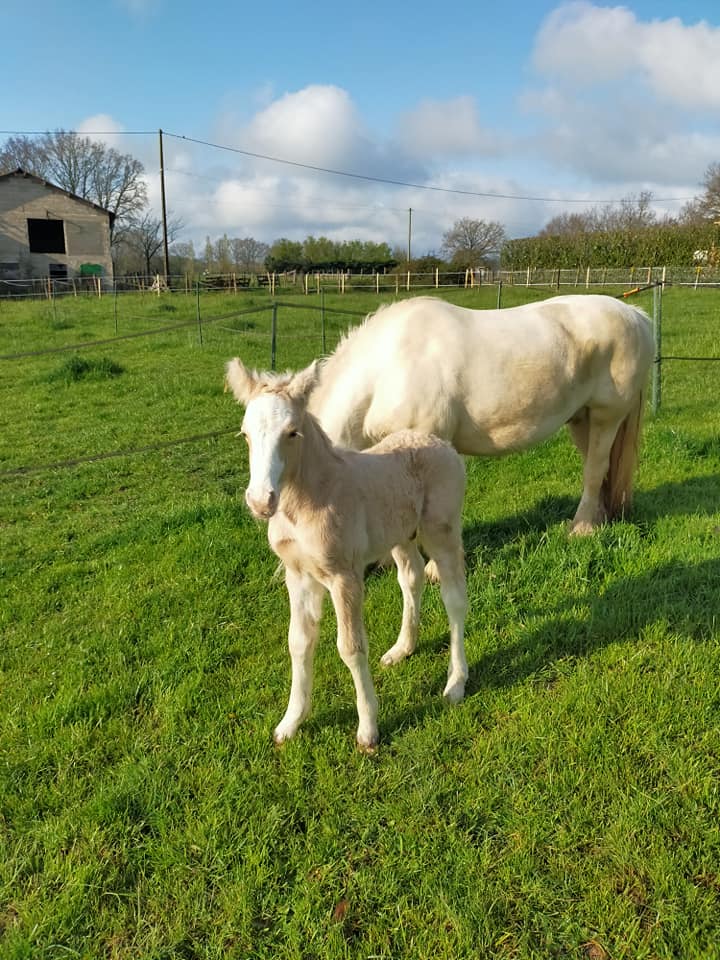 Image de l'annonce Poulain PP Irish Cob Palomino Sooty