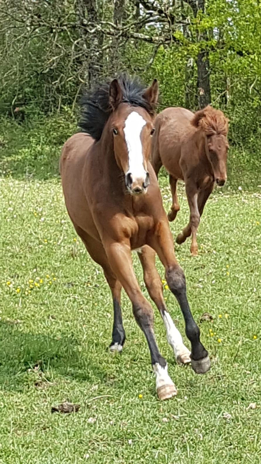 Image de l'annonce Poulain de sport CSO, CCE