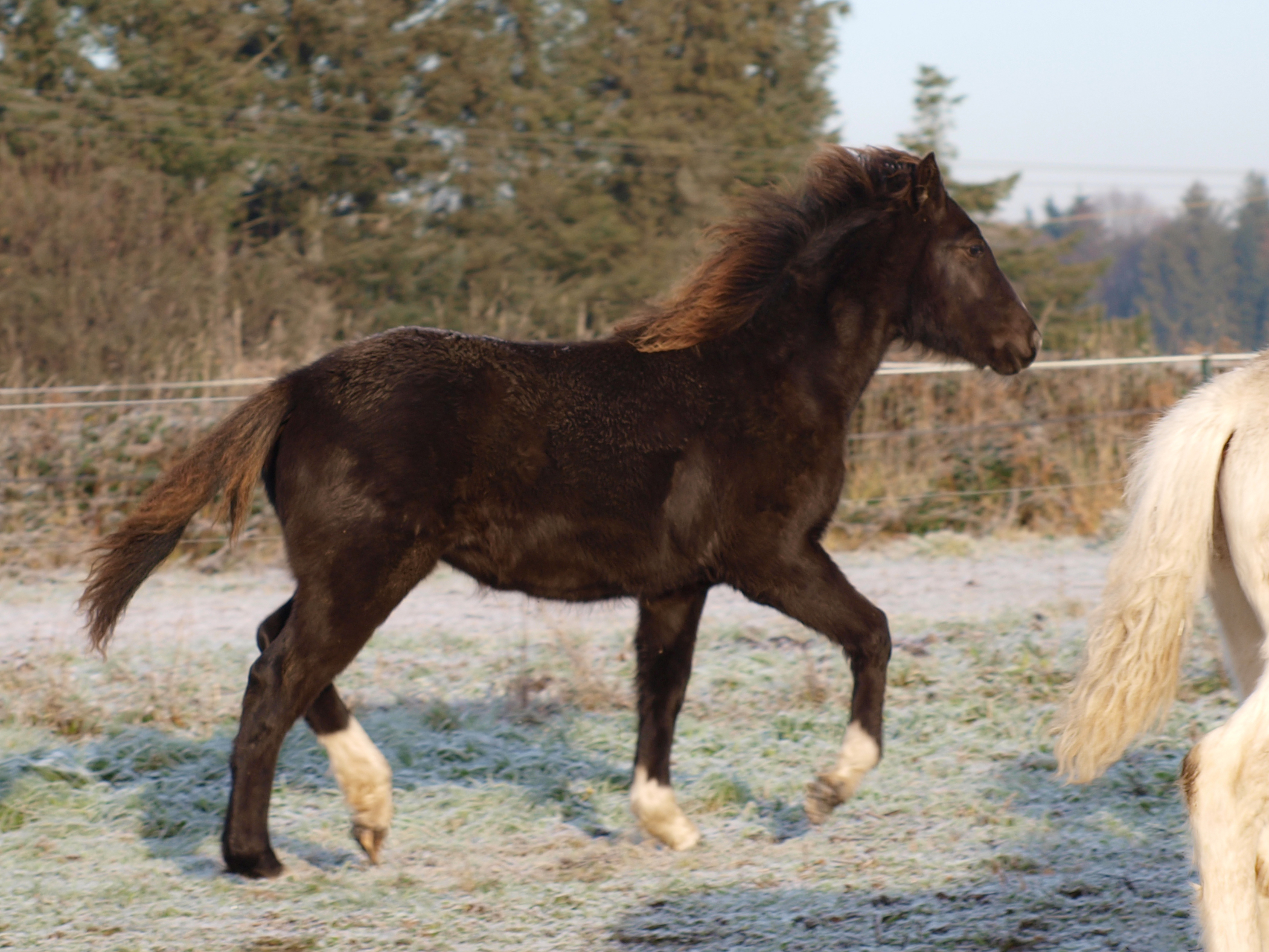Image de l'annonce Mankadell - Smocky Black Léopard - Connemara part-bred