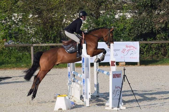Image de l'annonce Très beau poney de 5 ans excellent à la finale CCJP