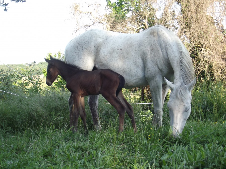Image de l'annonce FOAL SF ORIGINEL PAR VASNUPIED DE JONKIÈRE À RÉSERVER AU SEVRAGE