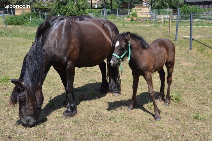 Image de l'annonce Foal Fell Pony