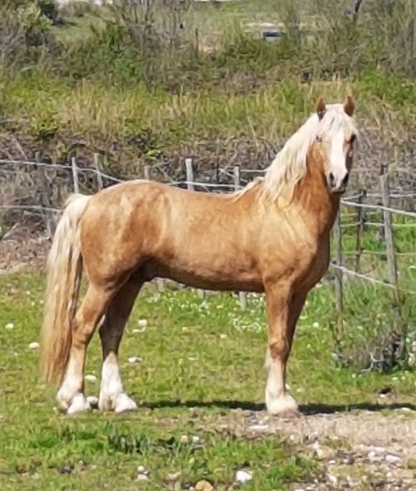 Image de l'annonce étalon Welsh cob palomino