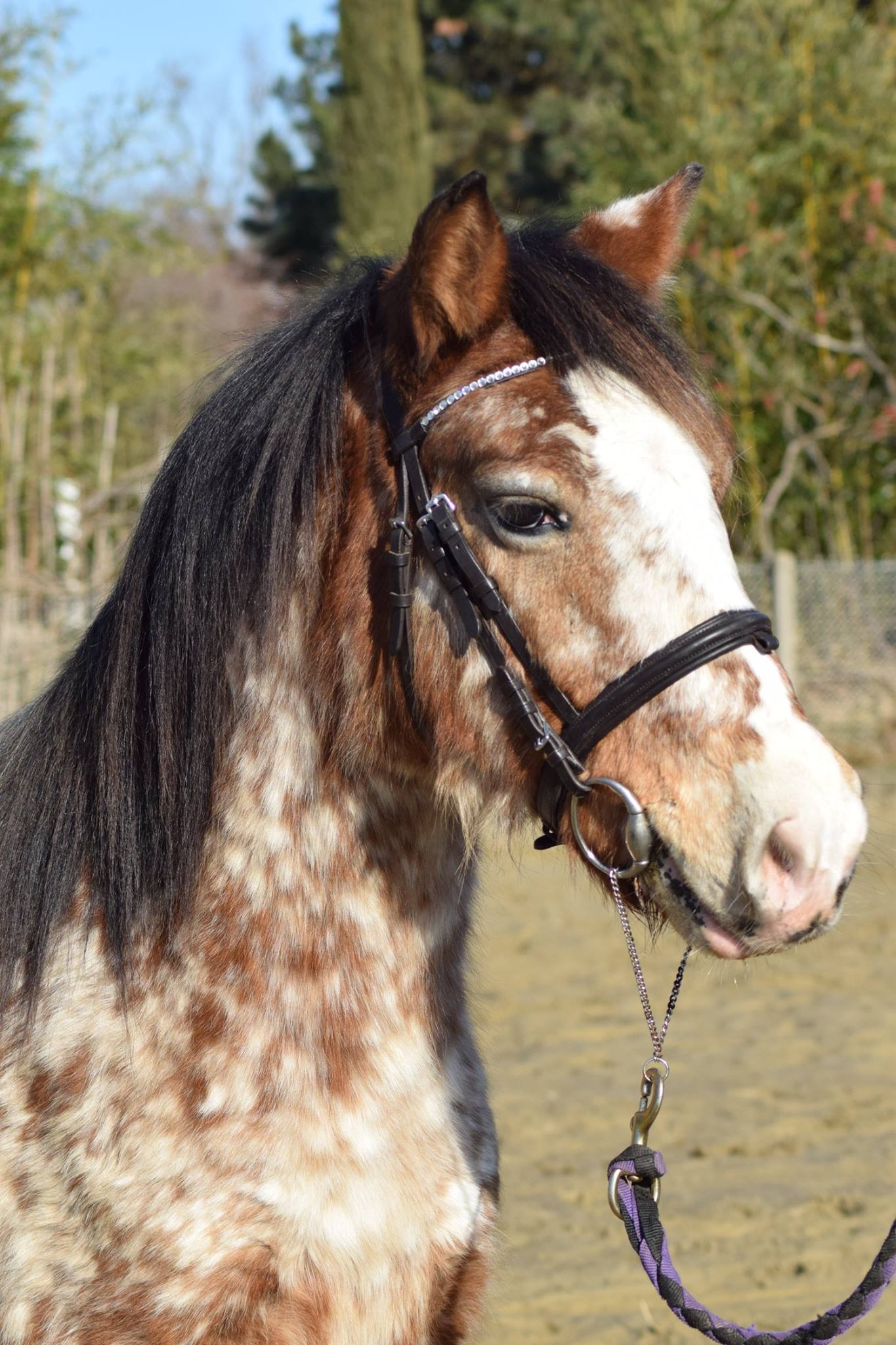 Image de l'annonce Ponette PP welsh part-bred