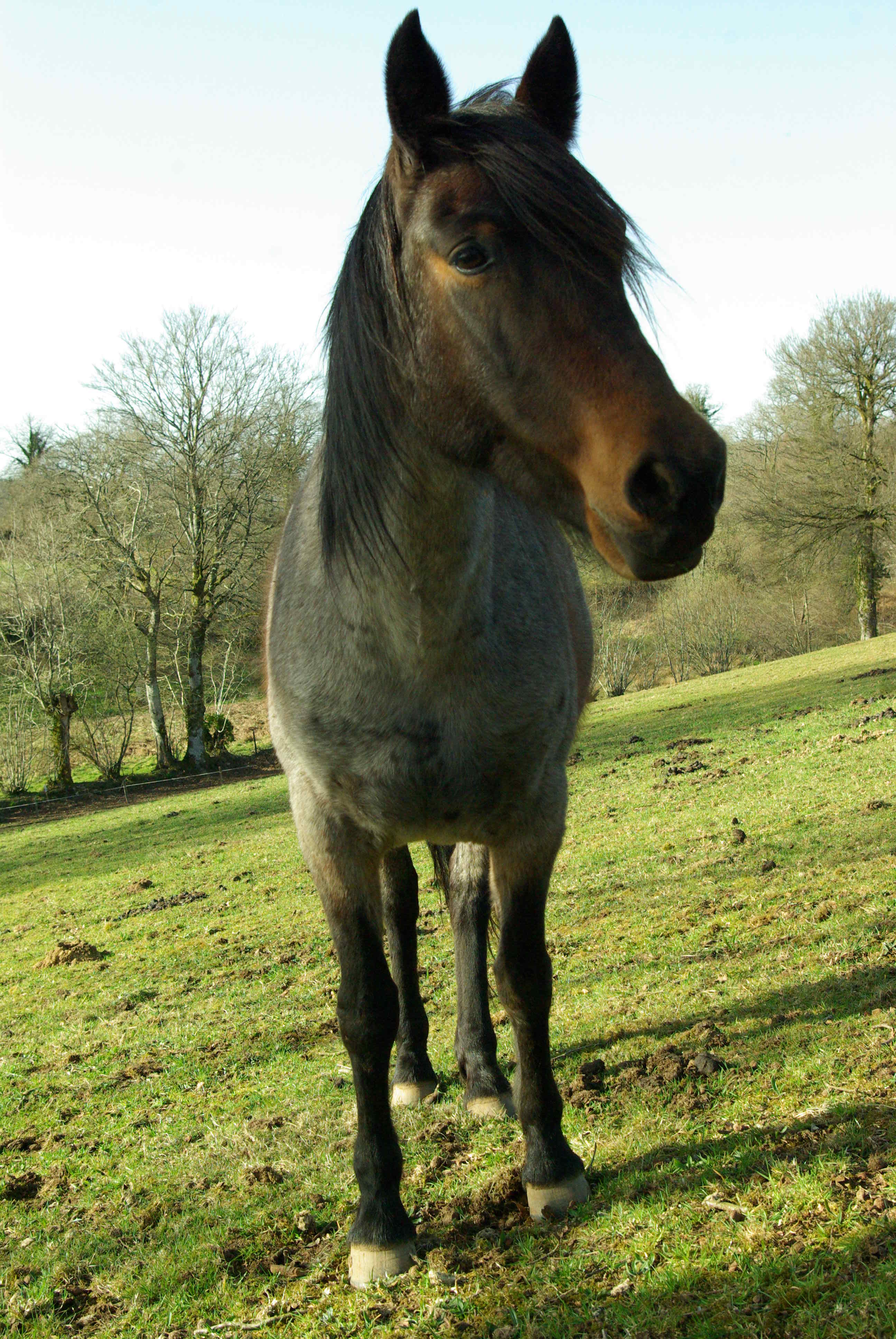Image de l'annonce Jument Criollo pp