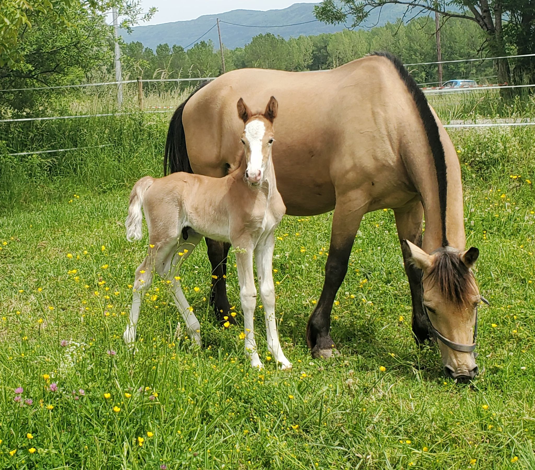Image de l'annonce Ponette PFS isabelle a vendre PLEINE ou VIDE !