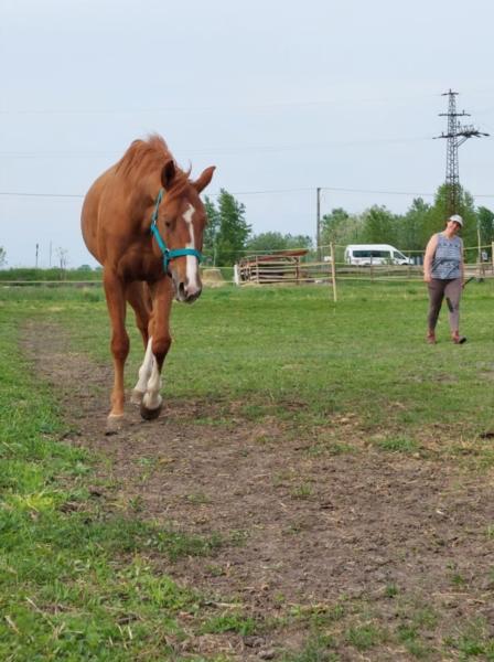 Image de l'annonce Vente d'un Quarter horse