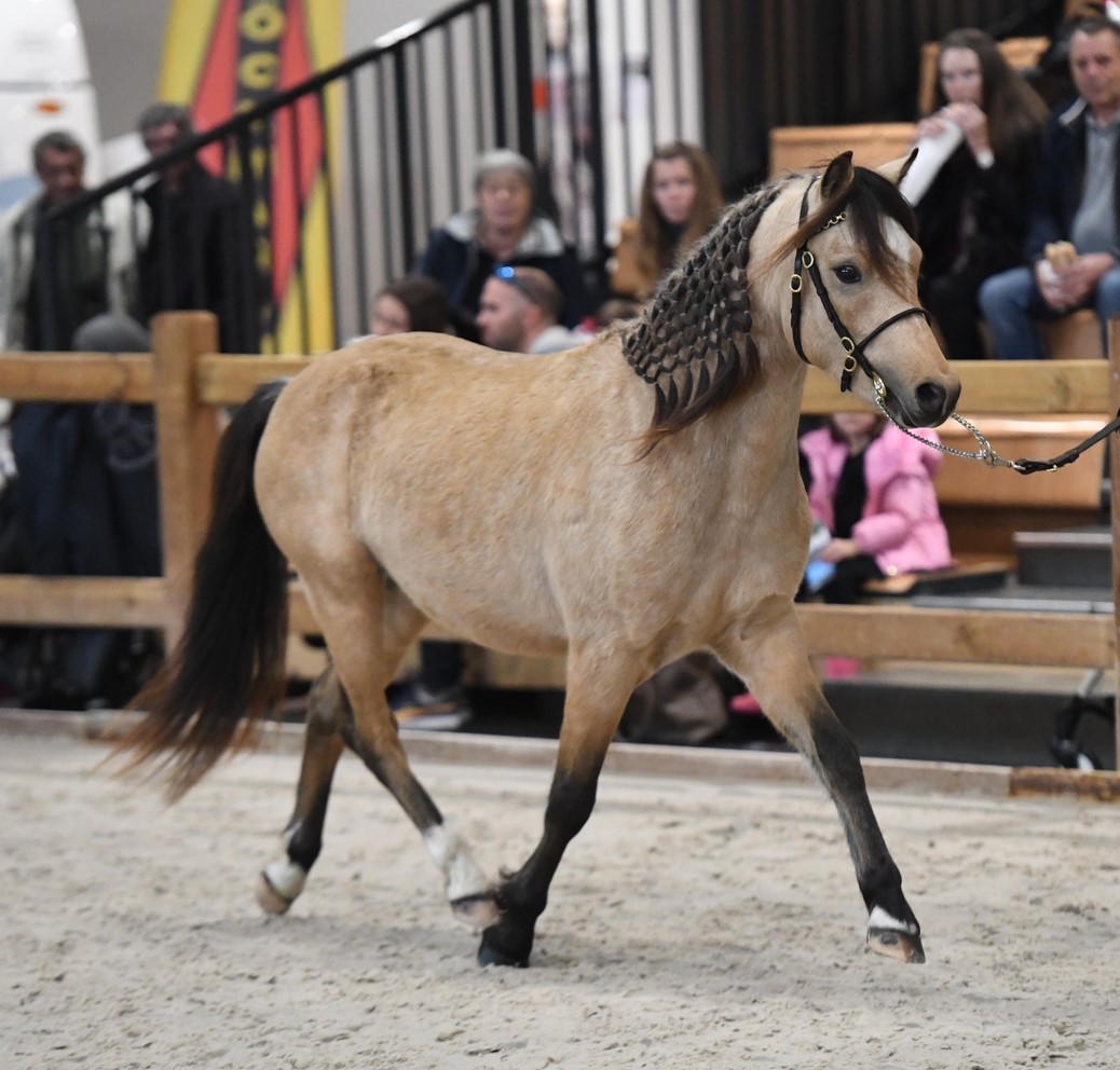 Image de l'annonce Hongre Welsh Part-Bred de 3 ans