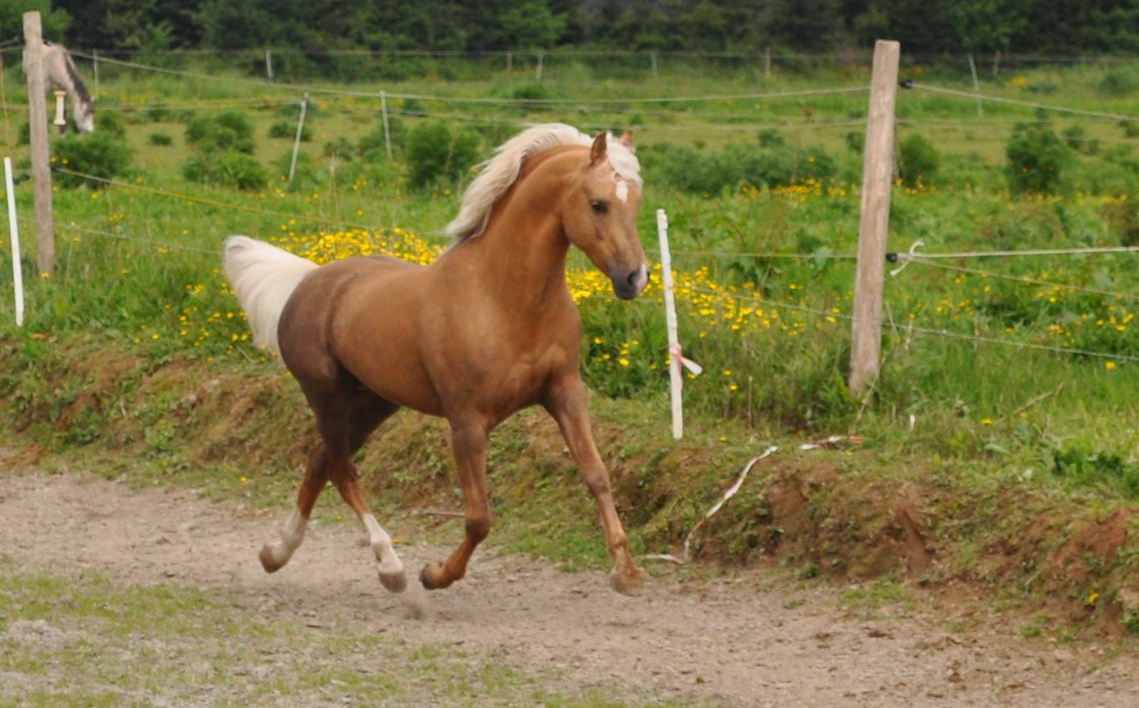 Image de l'annonce Berrington Fredrick Etalon Welsh B palomino