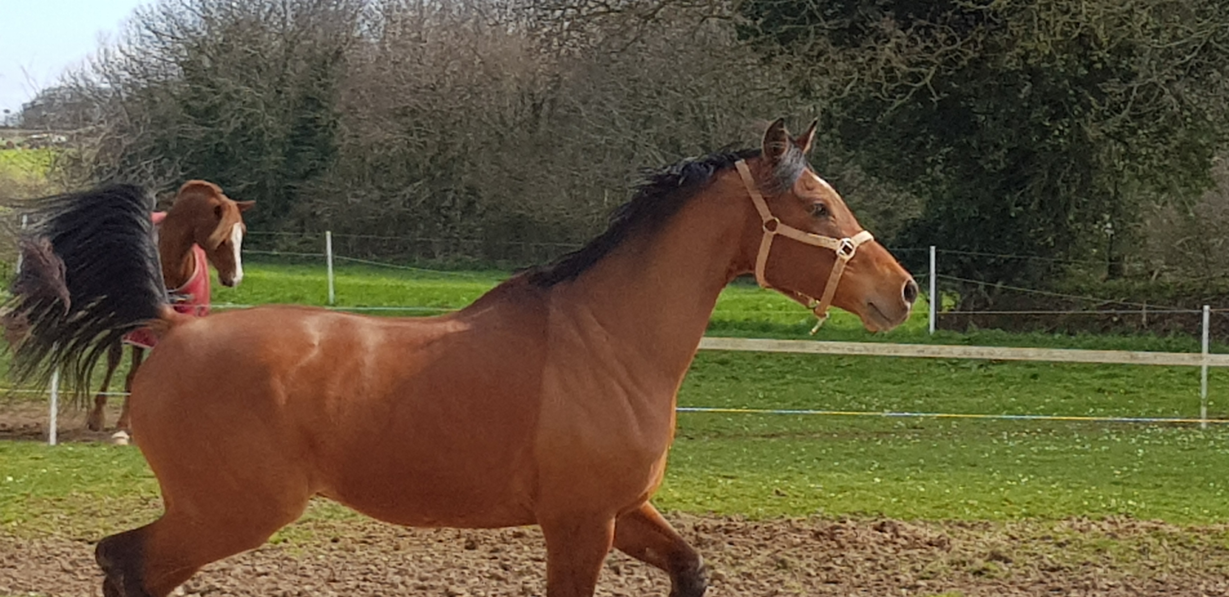 Image de l'annonce Cheval de loisir