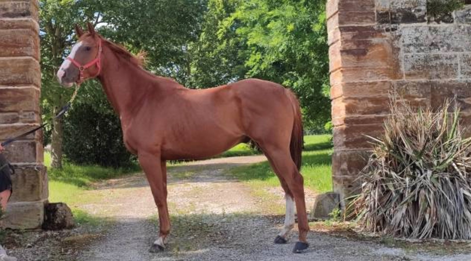 Image de l'annonce Cheval Pur Sang Anglais